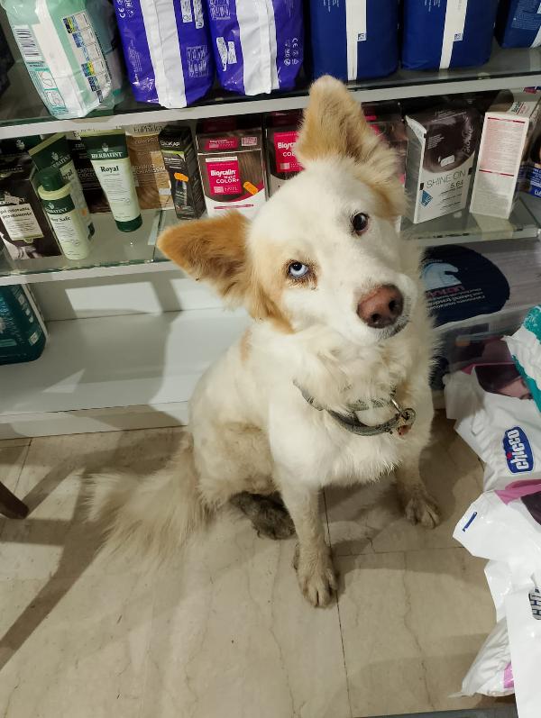 🐾💛 Dako meraviglioso cagnolino ti aspettq 💕🧑🏻‍🧑🏻‍🧒🏻 Foto 3